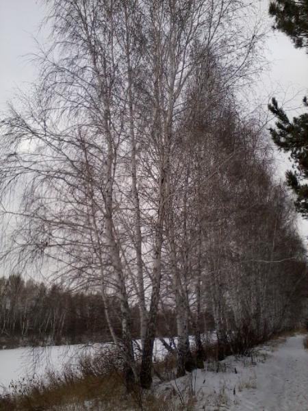 Краснозёрск. Россия - Краснозёрск. Фото №4